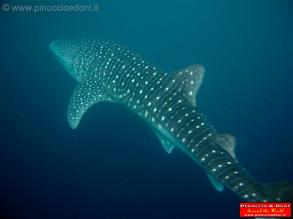 Djibouti - Whale Shark - 15.jpg